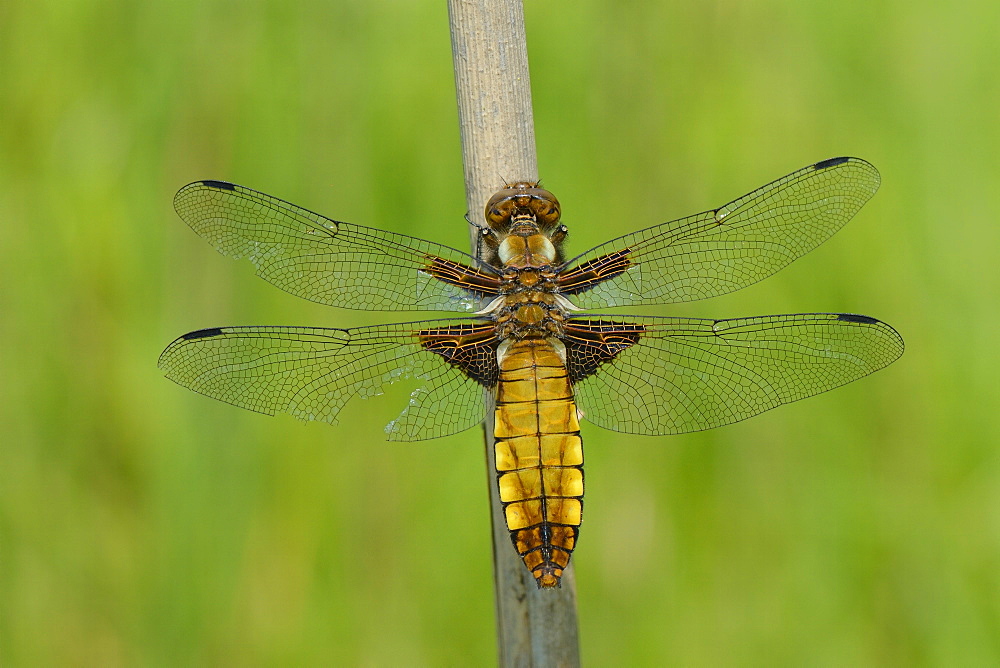 Female broad bodied chaser dragonfly (Libellula depressa) with one damaged wing resting on a reed stem, Wiltshire, England, United Kingdom, Europe