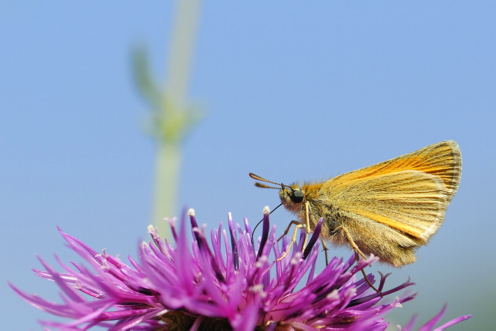 Small skipper (Thymelicus sylvestris) nectaring on greater knapweed flower (Centaurea scabiosa) in a chalk grassland meadow, Wiltshire, England, United Kingdom, Europe