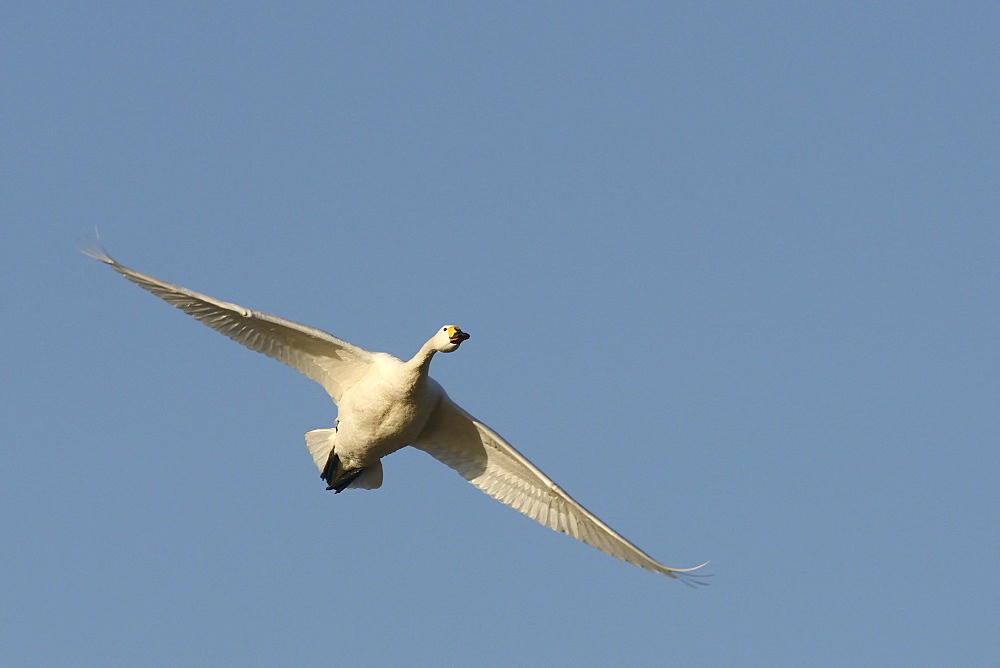 Bewick's swan (Cygnus bewickii) in flight overhead against a blue sky, Gloucestershire, England, United Kingdom, Europe