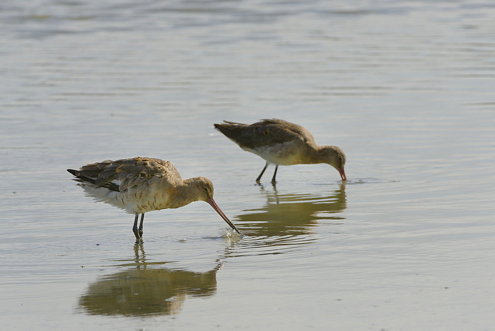 Two black-tailed godwits (Limosa limosa) foraging in a freshwater lake, Gloucestershire, England, United Kingdom, Europe