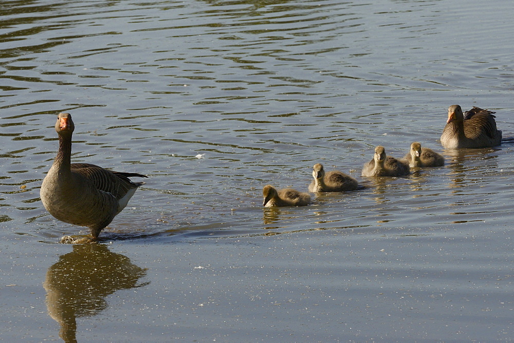 Greylag goose (Anser anser) family swimming in line to the margin of a lake, Gloucestershire, England, United Kingdom, Europe