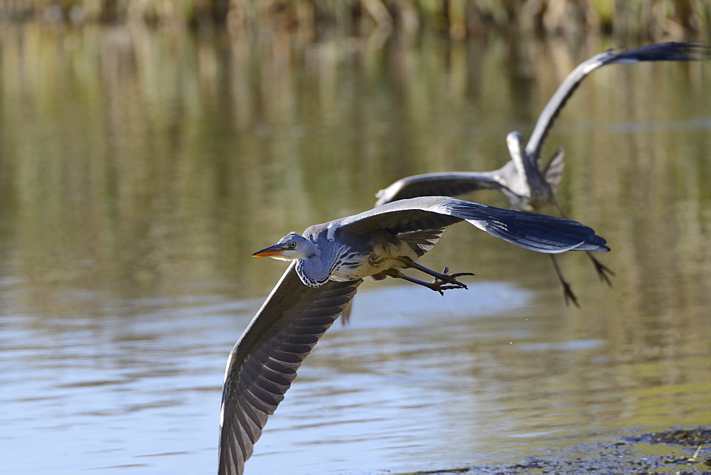 Juvenile grey heron (Ardea cinerea) in flight, escaping from an aggressive rival in a territorial dispute, Rutland Water, Rutland, England, United Kingdom, Europe