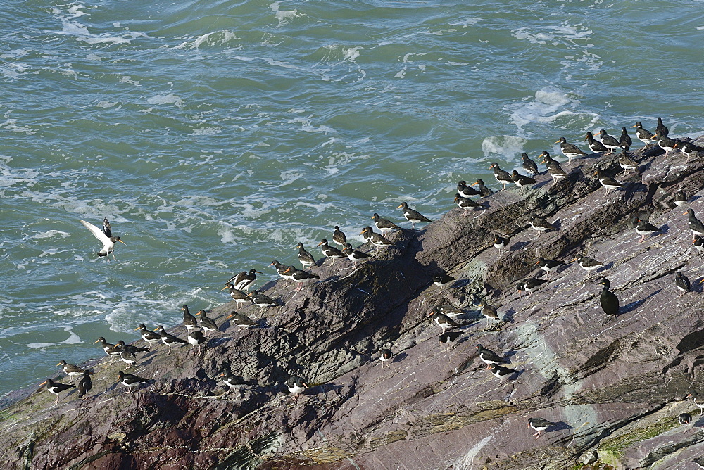 Oystercatcher (Haematopus ostralegus) flying in to land to join others at a high tide roost on coastal rocks, Cornwall, England, United Kingdom, Europe