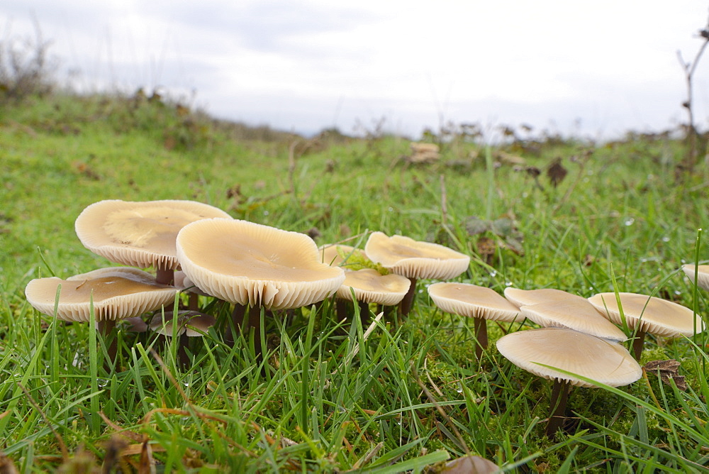 Butter caps (Collybia butyraceae) growing in grassland, Whiteford Burrows, Gower Peninsula, Wales, United Kingdom, Europe