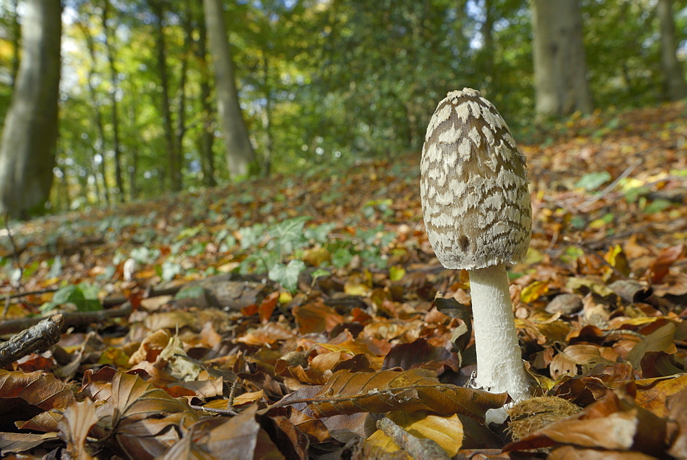 Magpie Inkcap (Coprinopsis) (Coprinus picacea) in beech woodland, Buckholt Wood National Nature Reserve, Gloucestershire, England, United Kingdom, Europe