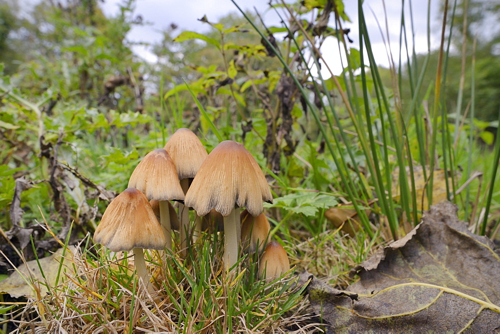 Shining inkcap (Mica inkcap) (Coprinellus) (Coprinus micaceus) clump growing  in a woodland clearing, Gloucestershire Wildlife Trust Lower Woods nature reserve, Gloucestershire, England, United Kingdom, Europe