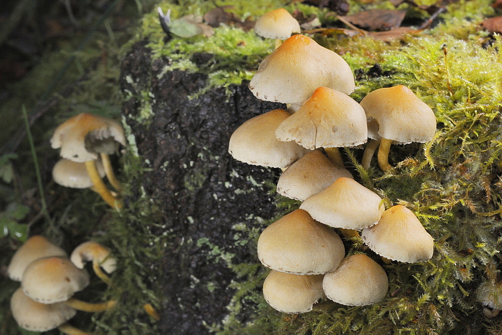 Sulphur tuft fungi (Hypholoma fasciculare) growing on a rotten mossy log in deciduous woodland, Gloucestershire Wildlife Trust Lower Woods nature reserve, Gloucestershire, England, United Kingdom, Europe