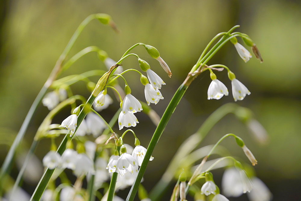 Summer snowflake (Loddon lily (Leucojum aestivum) flowering in damp riverside woodland, Wiltshire, England, United Kingdom, Europe