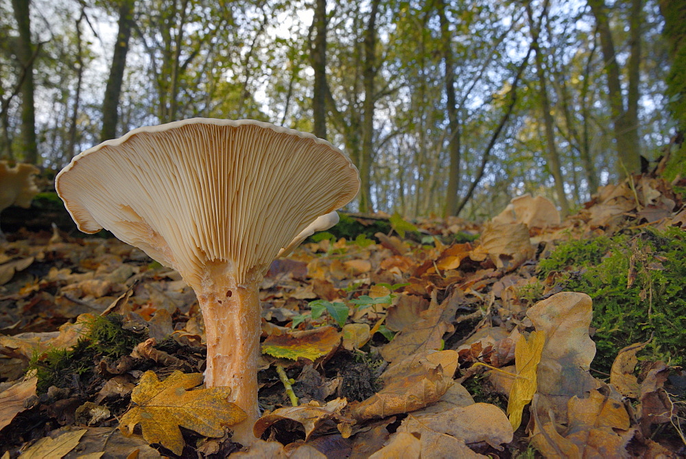 Trooping funnel (Monk's head mushroom) (Clitocybe) (Infundibulicybe geotropa), Gloucestershire Wildlife Trust Lower Woods nature reserve, Gloucestershire, England, United Kingdom, Europe