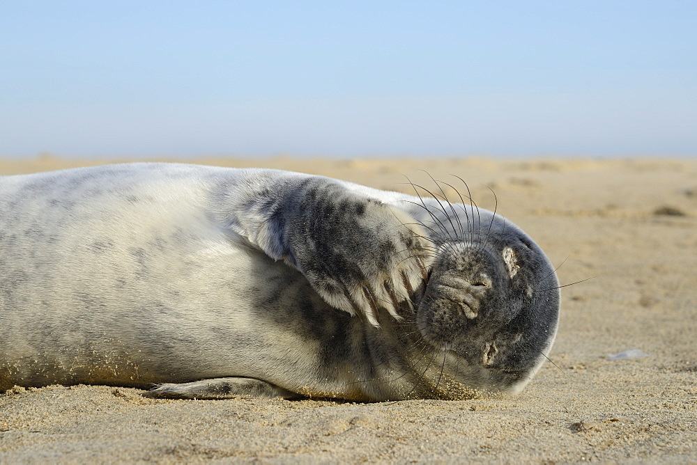 Grey seal pup (Halichoerus grypus) chewing a flipper while lying on a sandy beach, Norfolk, England, United Kingdom, Europe