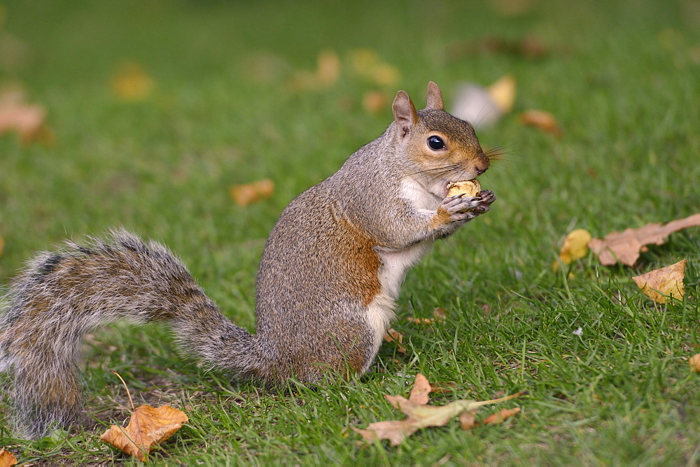 Grey squirrel (Sciurus carolinensis) biting into a peach stone left by a tourist on a lawn in St. James's Park, London, England, United Kingdom, Europe