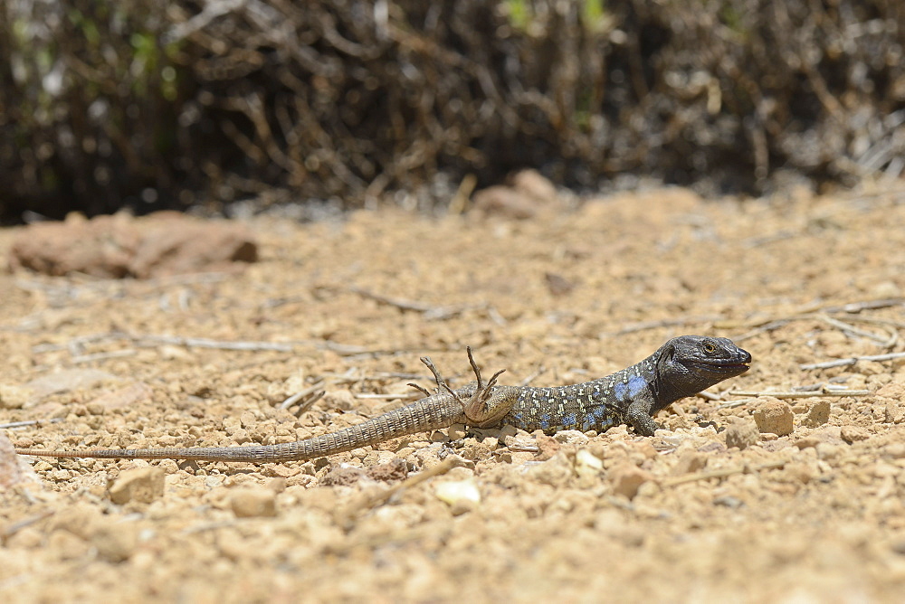 Male Tenerife lizard (Western Canaries lizard) (Gallotia galloti) raising its back feet after getting hot foraging, Tenerife, Canary Islands, Spain, Europe