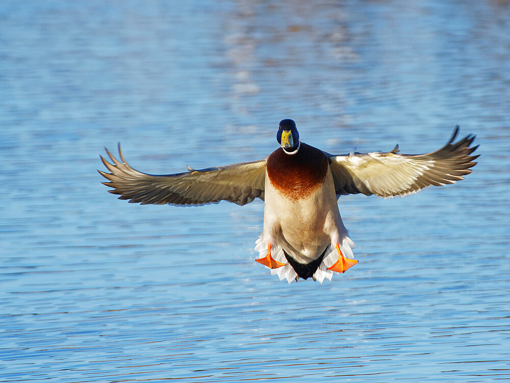 Mallard (Anas platyrhynchos) drake preparing to land on a marshland pool at dusk, Gloucestershire, England, United Kingdom, Europe