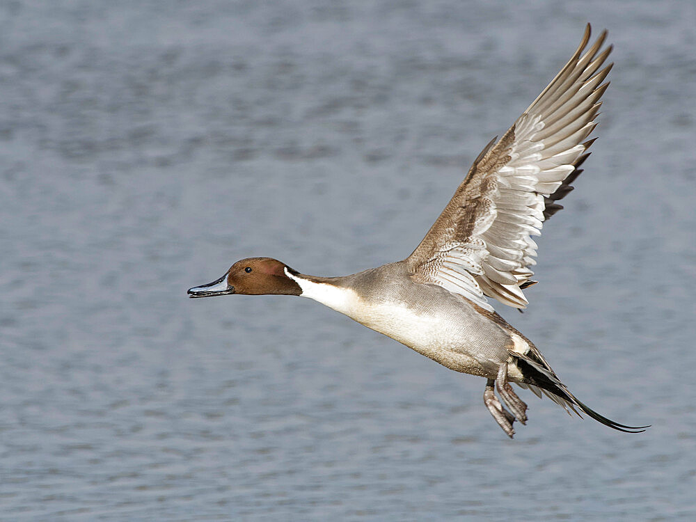 Northern pintail (Anas acuta) drake in flight over a marshland pool, Gloucestershire, England, United Kingdom, Europe