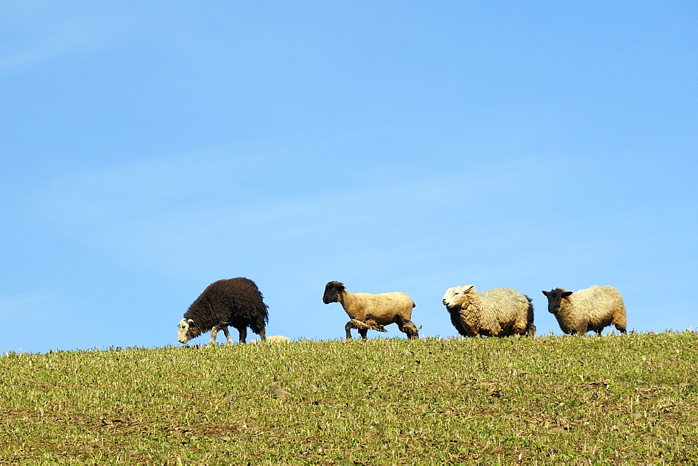 Domestic sheep (Ovis aries) running along ridge in pastureland against blue sky, Cornwall, UK.