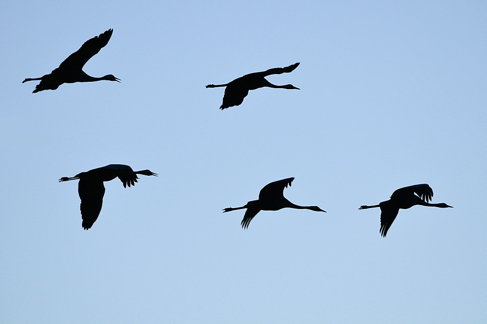 Five Common or Eurasian cranes (Grus grus) flying from roost, silhouetted against blue sky,  autumn migration period, Rugen-Bock-Region, Mecklenberg-Vorpommern, Germany.