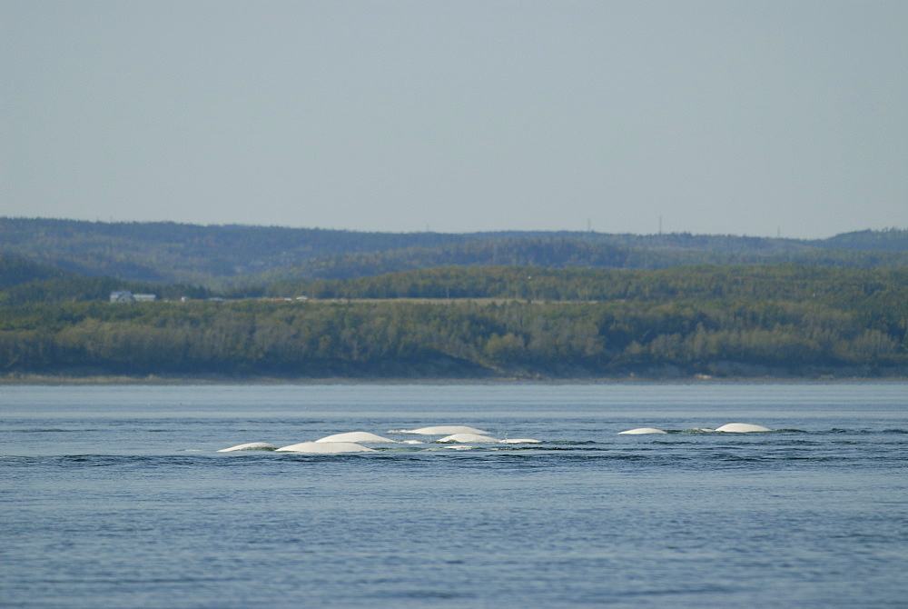 The white bodies of a group of Beluga whales (Delphinapterus leucas) breaking the surface of the calm water. These beluga whales that live in the St. Lawrence, Canada, year-round belong to the furthest southerly population of this arctic whale species.