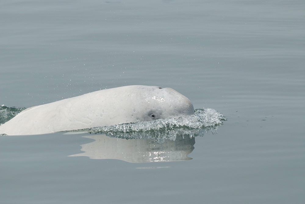 Juvenile Beluga whale (Delphinapterus leucas), an endangered and protected species, lifts its head to take a look at the research vessel. Beluga calves are dark in colour and turn white at seven to nine years of age. St. Lawrence estuary, Canada