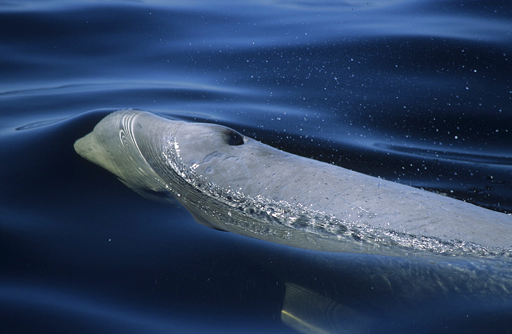 A surfacing beluga whale (Delphinapterus leucas). Note the open blowhole, eye, distinctive lips, and pronounced forehed. St. Lawrence estuary, Canada Sequence 2/3.