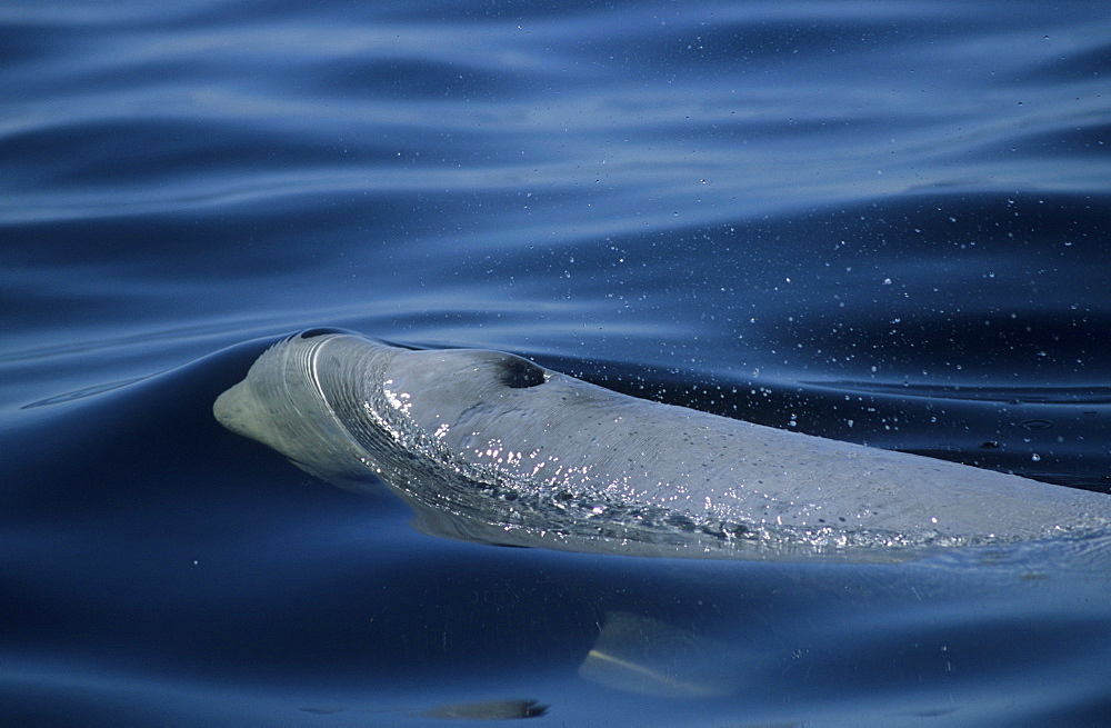 A surfacing beluga whale (Delphinapterus leucas). Note the open blowhole, eye, distinctive lips, and pronounced forehed. St. Lawrence estuary, Canada Sequence 3/3.