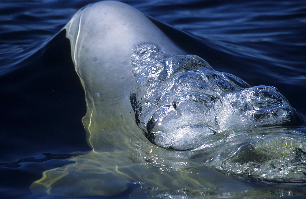 Just before surfacing a beluga whale (Delphinapterus leucas) exhales while its blowhole is still submerged creating large air bubbles. St. Lawrence estuary, Canada