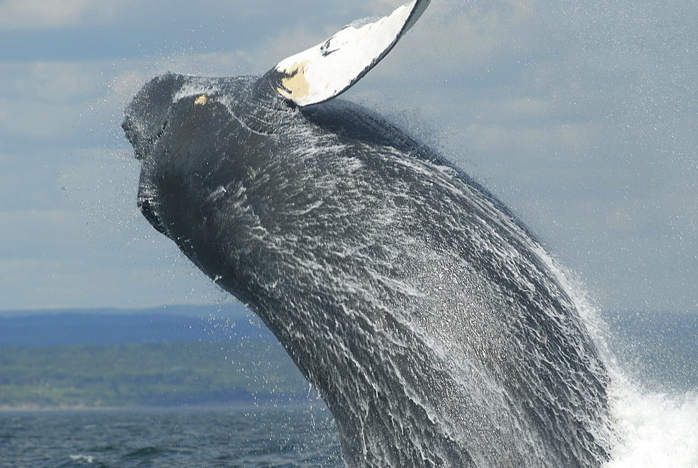 The female Humpback whale (Megaptera novaeangliae) named Tic-Tac-Toe, a regular visitor to the area, breaches close to the research vessel. Out of joy, to fool around, or simply to impress people or her companion Siam? St. Lawrence estuary, Canada Sequence 2/3.