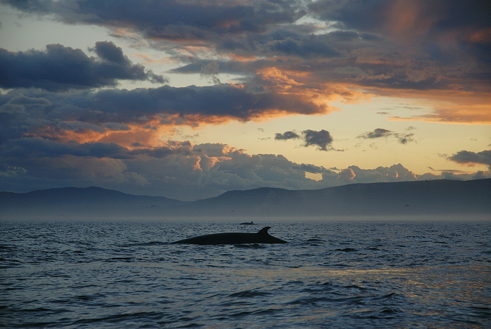 A beautiful and powerful cloud formation above the surfacing Minke whales (Balaenoptera acutorostrata). St. Lawrence estuary, Canada