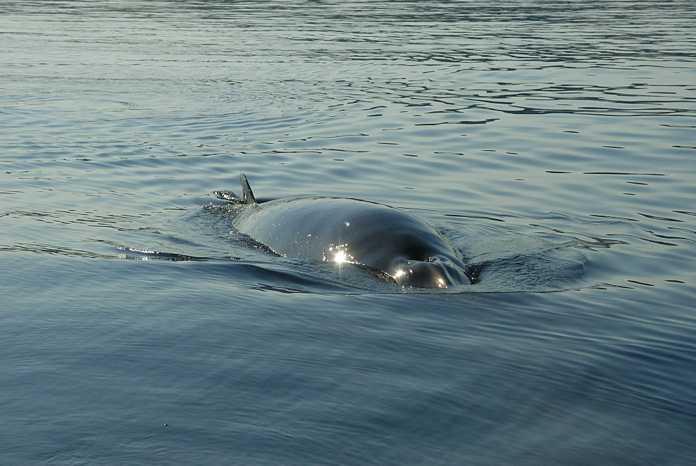 Surfacing sequence of a Minke whale (Balaenoptera acutorostrata) which is following the research vessel. Such friendly whales are most often curious juveniles which love to take a break from their main activity, feeding. St. Lawrence estuary, Canada Sequence 3/6.