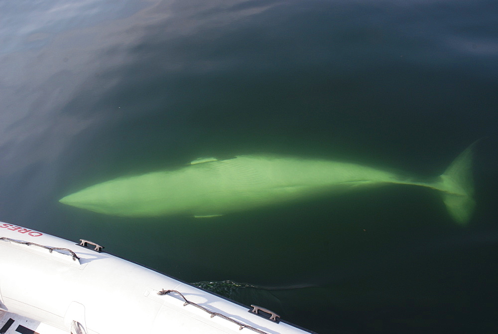 She canÃƒt be more trusting than that. A curious Minke whale (Balaenoptera acutorostrata) has turned upside down exposing her white belly, navel and genital slits to the photographer. St. Lawrence estuary, Canada