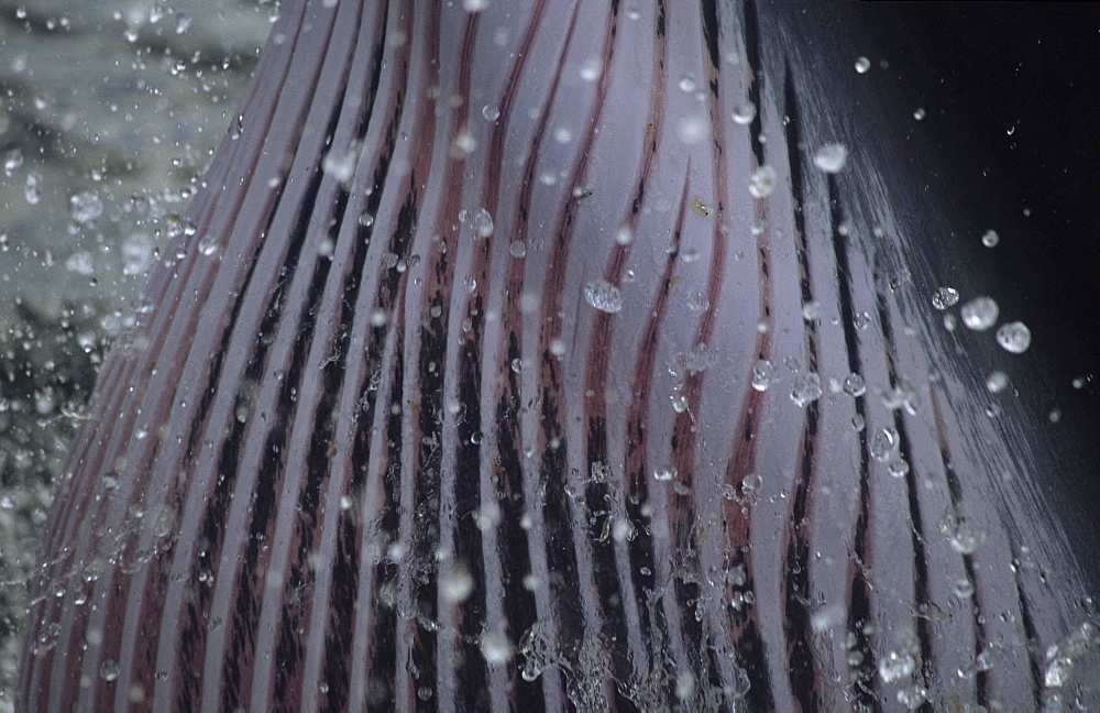 Amazing closeup of a lunging Minke whale (Balaenoptera acutorostrata) feeding on krill. Some of these small euphausiids are still hanging on to the expanded grooves. St. Lawrence estuary, Canada