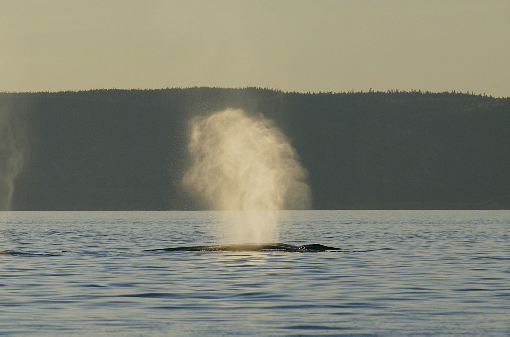 Tiny water droplets catch the last light of the setting sun as this Finback whale (Balaenoptera physalus) exhales blasting the air compressed in its huge lungs high into the air. St. Lawrence estuary, Canada