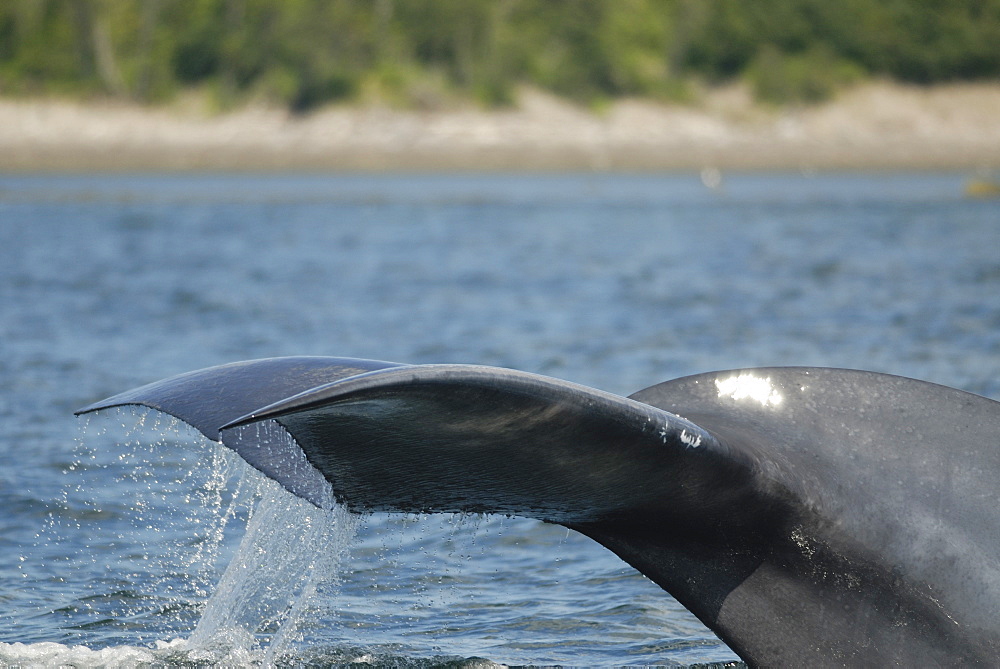 The impressive tail stock of this Blue whale (Balaenoptera musculus) carries huge muscle bands which lead to the horizontal flukes. St. Lawrence estuary, Canada