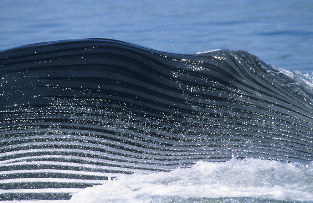 Closeup of the expanded grooves of a giant Blue whale (Balaenoptera musculus) during a lateral lunge, a feeding strike occasionally seen in the St. Lawrence estuary, Canada.