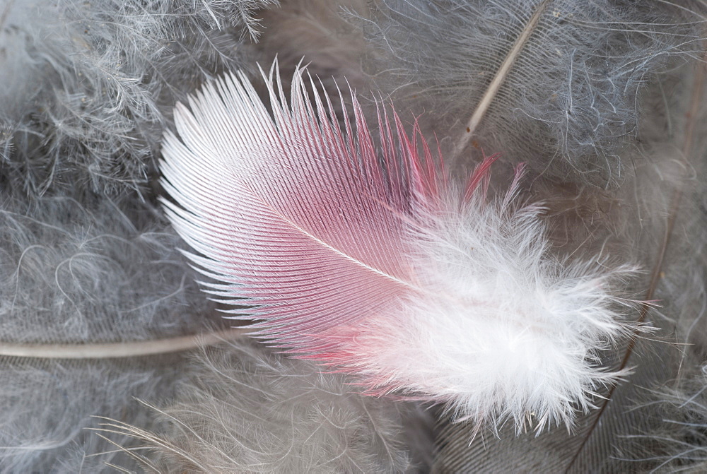 Galah (Kakatoe roseicapilla) feathers, Canberra, Australian Capital Territory, Australia.  MORE INFO:  The Galah is a native cockatoo of Australia