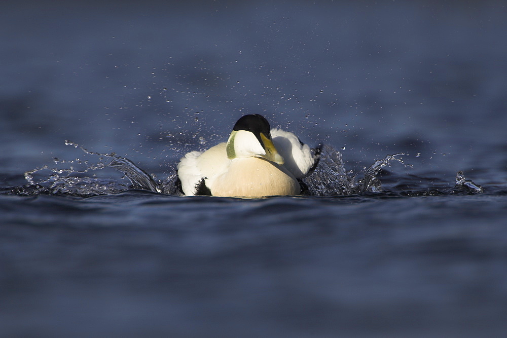 Eider Drake (Somateria mollissima) cleaning itself in water. Eiders raft together in winter, the males all squabbling together, preening, diving and flapping. Eiders come from all over to raft together, Scotland