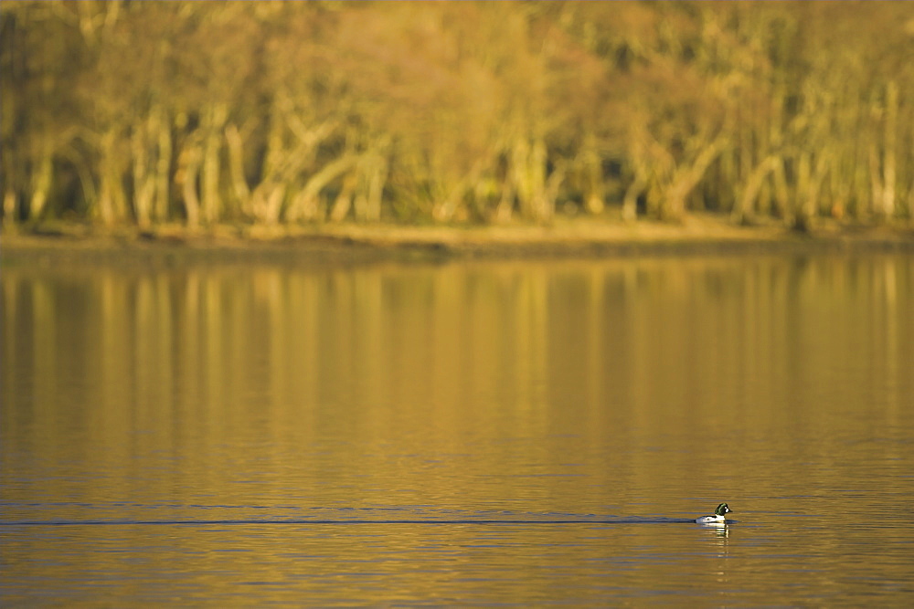 Golden Eye Drake (Bucephala clangula) swimming past Autumn trees in late evening sunlight. Goldeneyes on Loch Awe are migrants, arriving in October and leaving in late April.  Argyll, Scotland