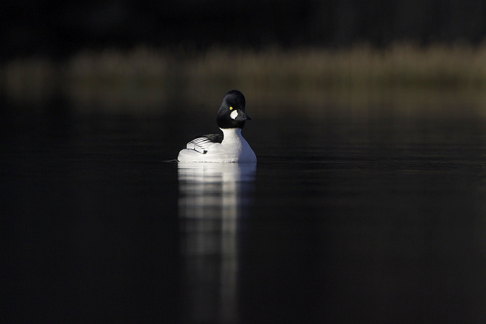 Golden Eye Drake Duck (Bucephala clangula) against dark trees, face on head tilted to side. Highlighted by late evening sunshine.  Argyll, Scotland