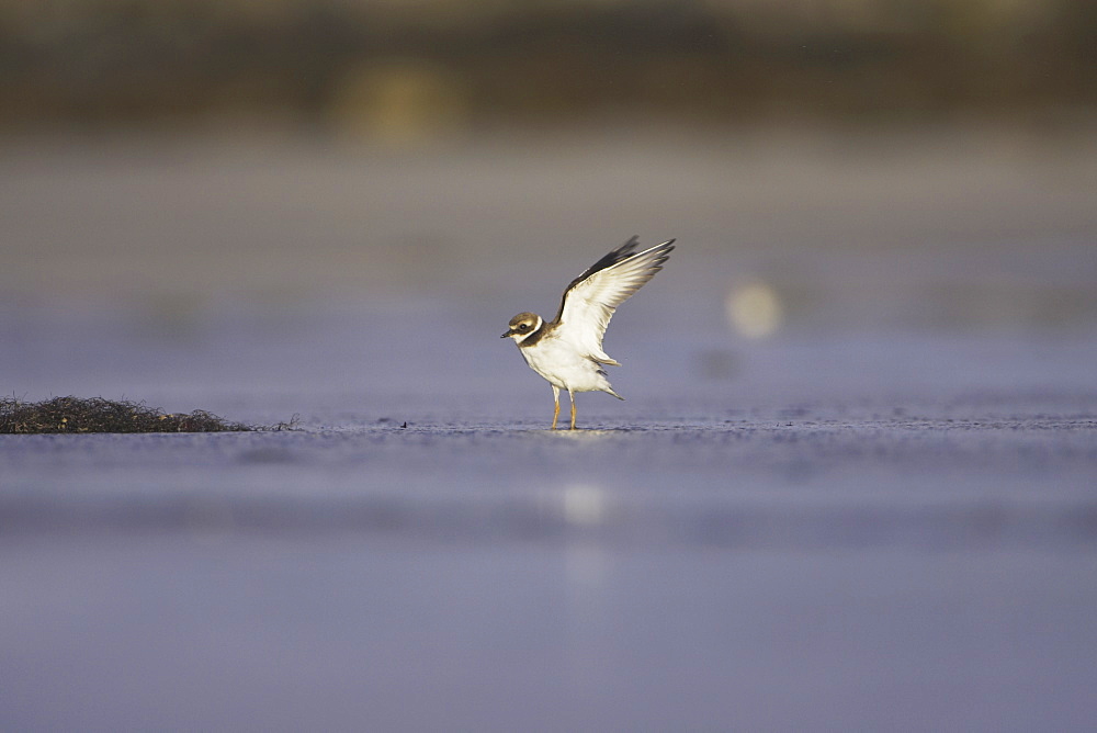 Ringed Plover (Charadrius hiaticula) flying over water and sandy beach. Gott bay. Argyll,. Scotland, UK