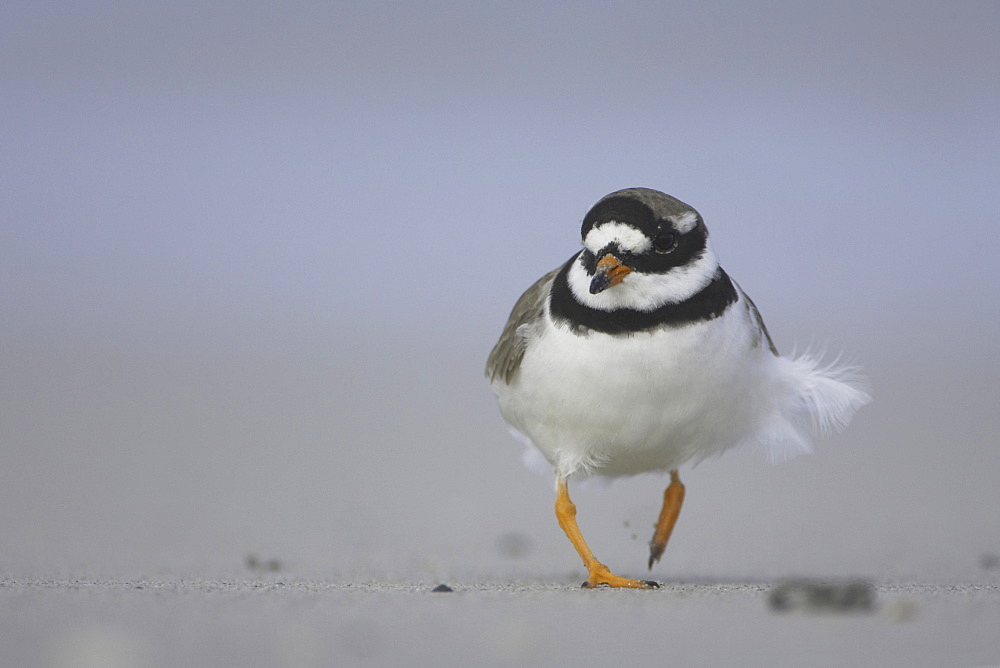 Ringed Plover (Charadrius hiaticula) running along beach in search of grubs in the sand. Gott bay, Argyll, Scotland, UK