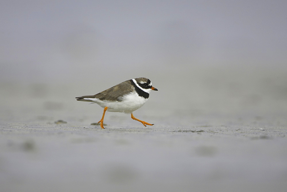 Ringed Plover (Charadrius hiaticula) running along beach in search of grubs in the sand. Gott bay, Argyll, Scotland, UK