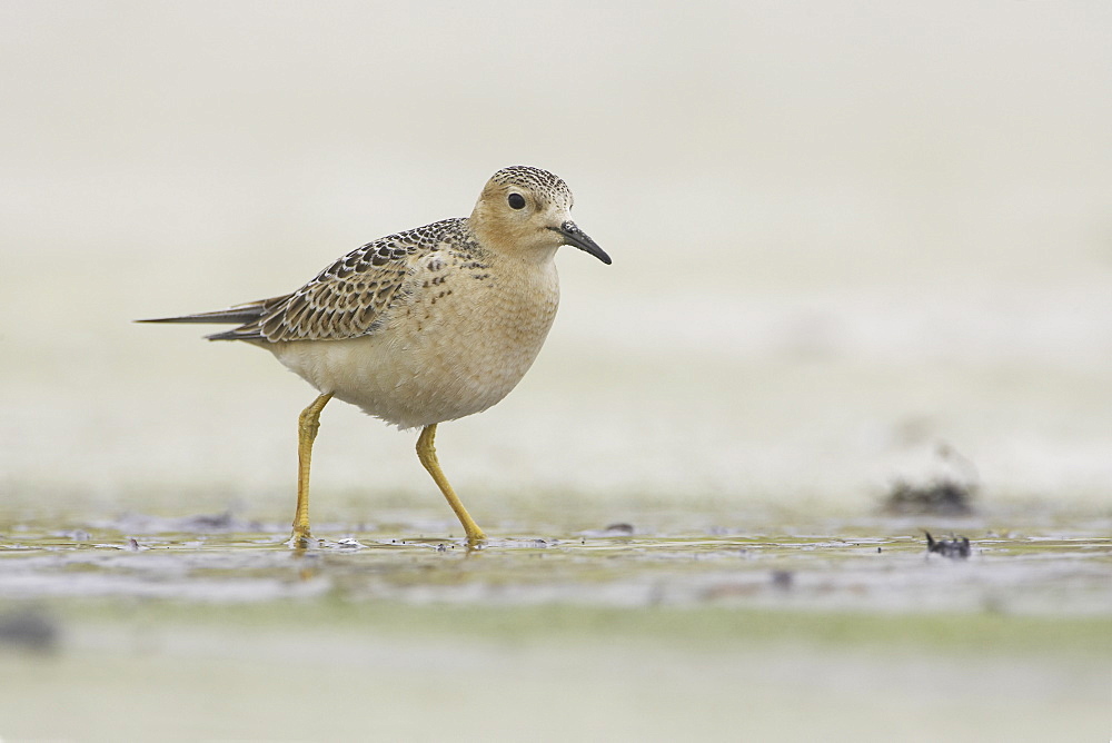 Knot (Calidris canutus) walking in shallow water while looking for food in a small beach stream. Soroby. Argyll, Scotland, UK