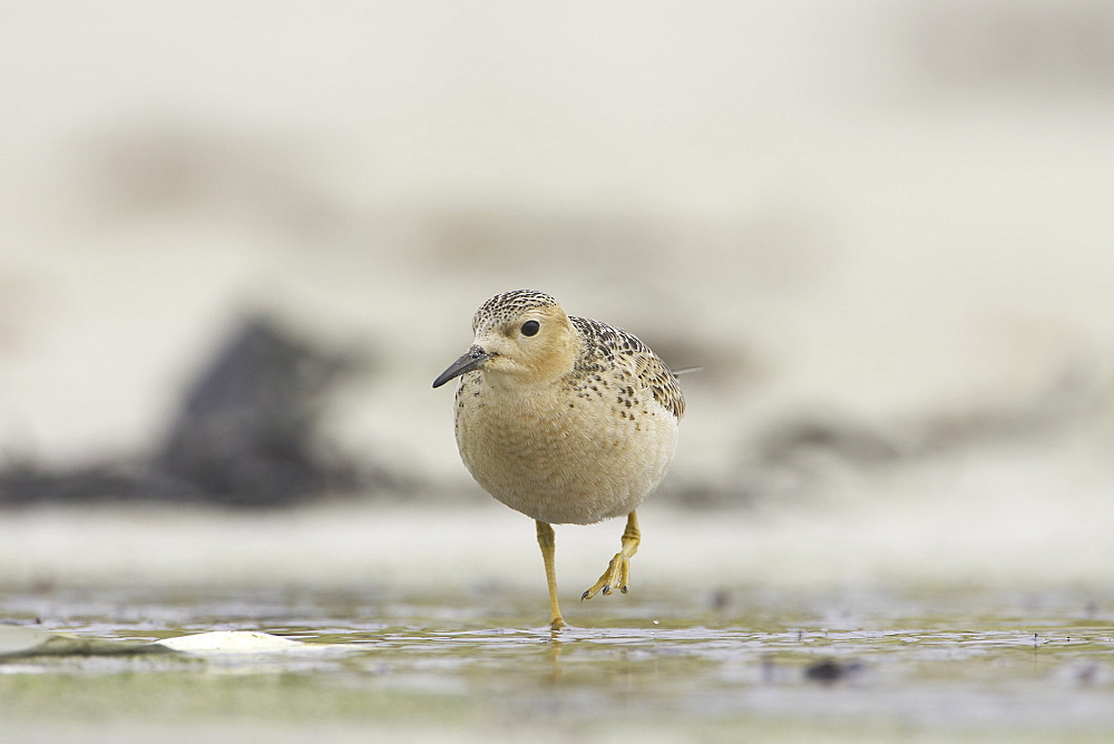 Knot (Calidris canutus). Soroby, Argyll, Scotland, UK