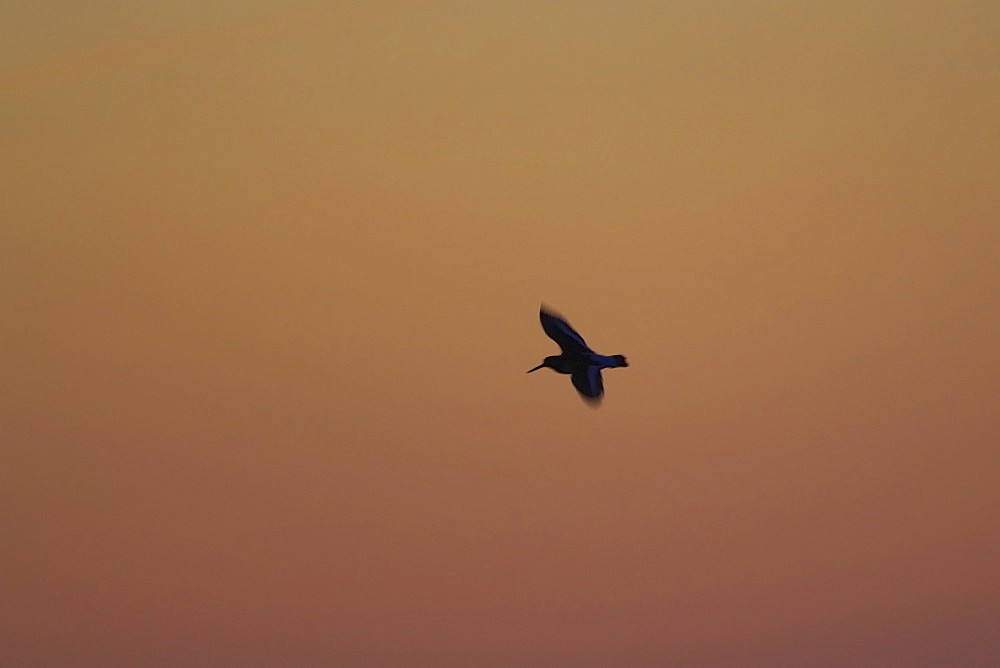 Oystercatcher (Haematopus ostralegus) flying, silhouetted against sunrise  Argyll Scotland, UK