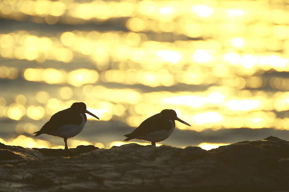 Oystercatcher (Haematopus ostralegus) pair silhouetted against golden reflection of a sunrise Argyll Scotland, UK