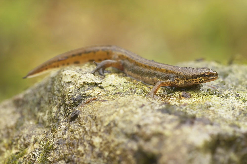 Palmate Newt (Triturus helvetica) full length shot, Newt perched on rock in rain Argyll Scotland, UK