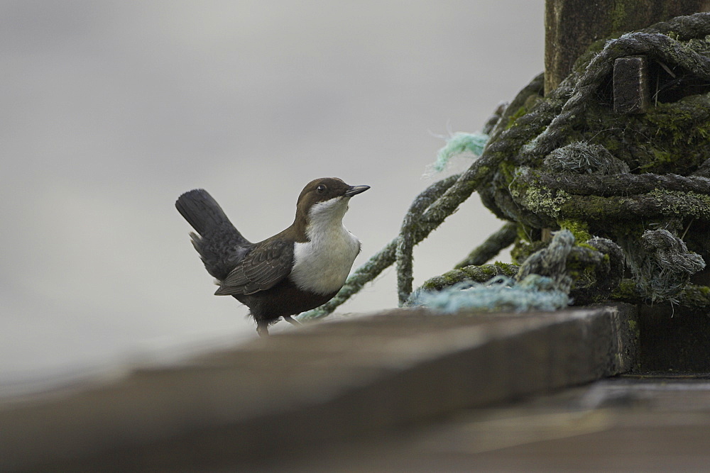 Dipper (Cinclus cinclus) perching on pier with old sailing rope in background. Dippers often perch on rocks, fence posts and piers surveying the water, calling or just having a good preen. .  Argyll, Scotland