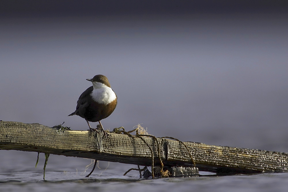 Dipper (Cinclus cinclus) perched on broken fence submerged in water. Argyll, Scotland, UK