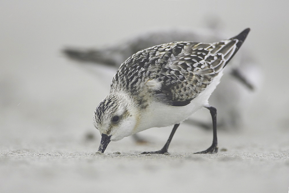 Sanderling (Calidris alba) with beak in sand, drilling down for grubs as it races along the beach. Soroby. Argyll, Scotland, UK