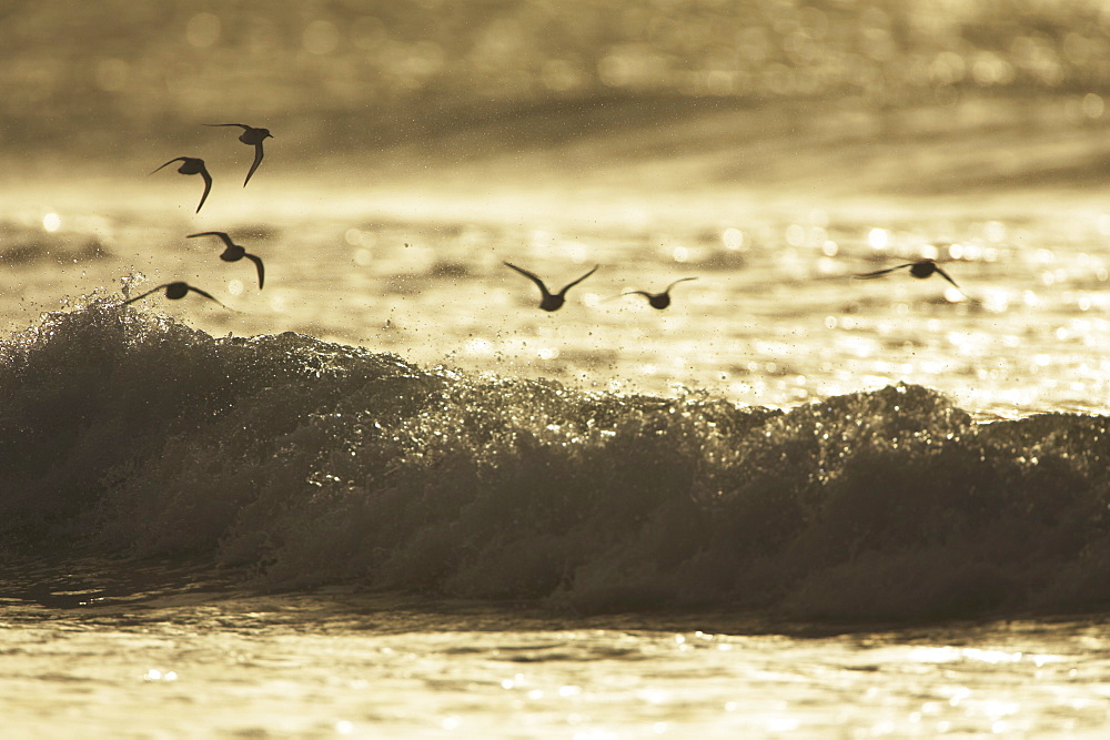 Sanderling (Calidris alba) flying over incoming waves early in the morning. Soroby. Argyll,. Scotland, UK