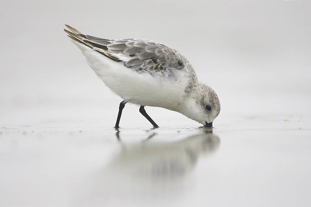 Sanderling (Calidris alba) with beak in sand, drilling down for grubs as it races along the beach on a film of water creating a reflection. Soroby. Argyll,. Scotland, UK